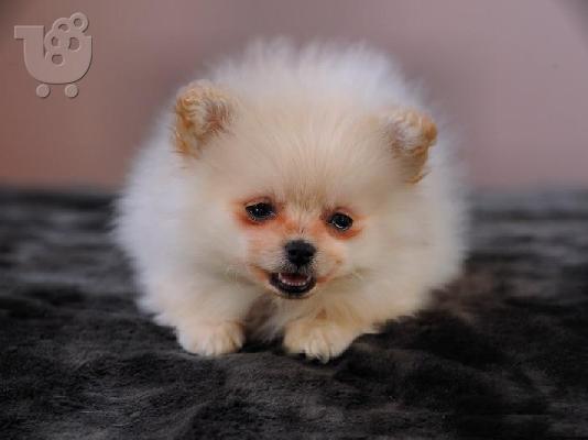 PoulaTo: Χαρίζεται pomeranian